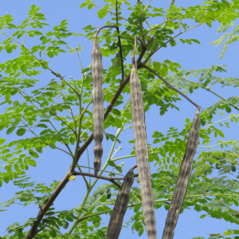 Moringa
